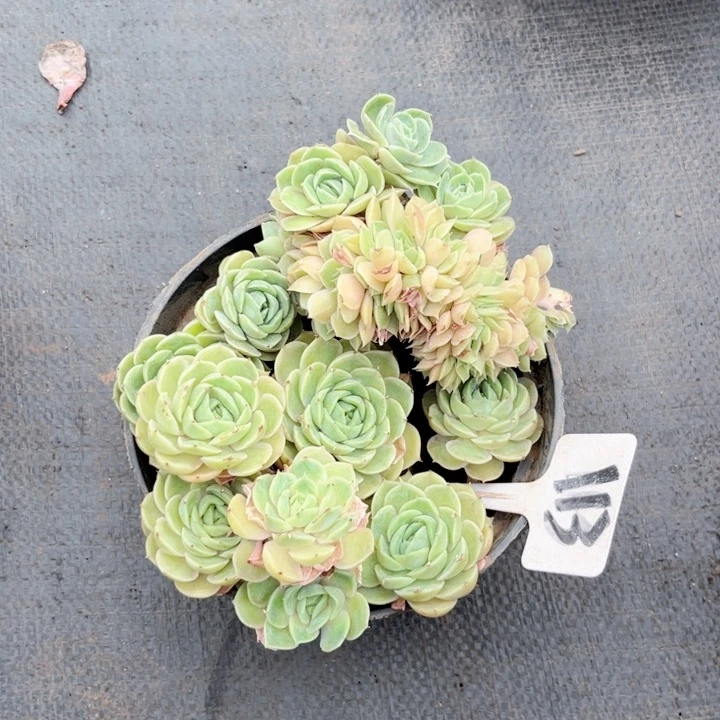 晨语多肉一物一拍113