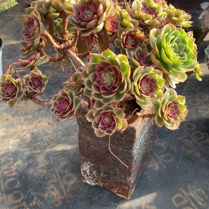 004莲花座多肉植物特价