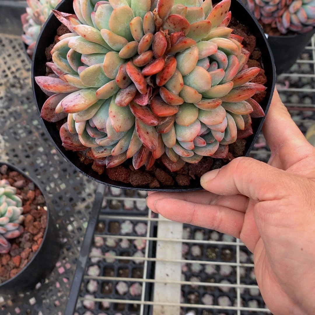 21513朵朵鲜花的玫瑰花瓣