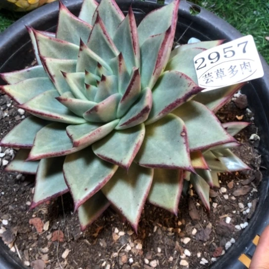 乌木，2957，一物一拍