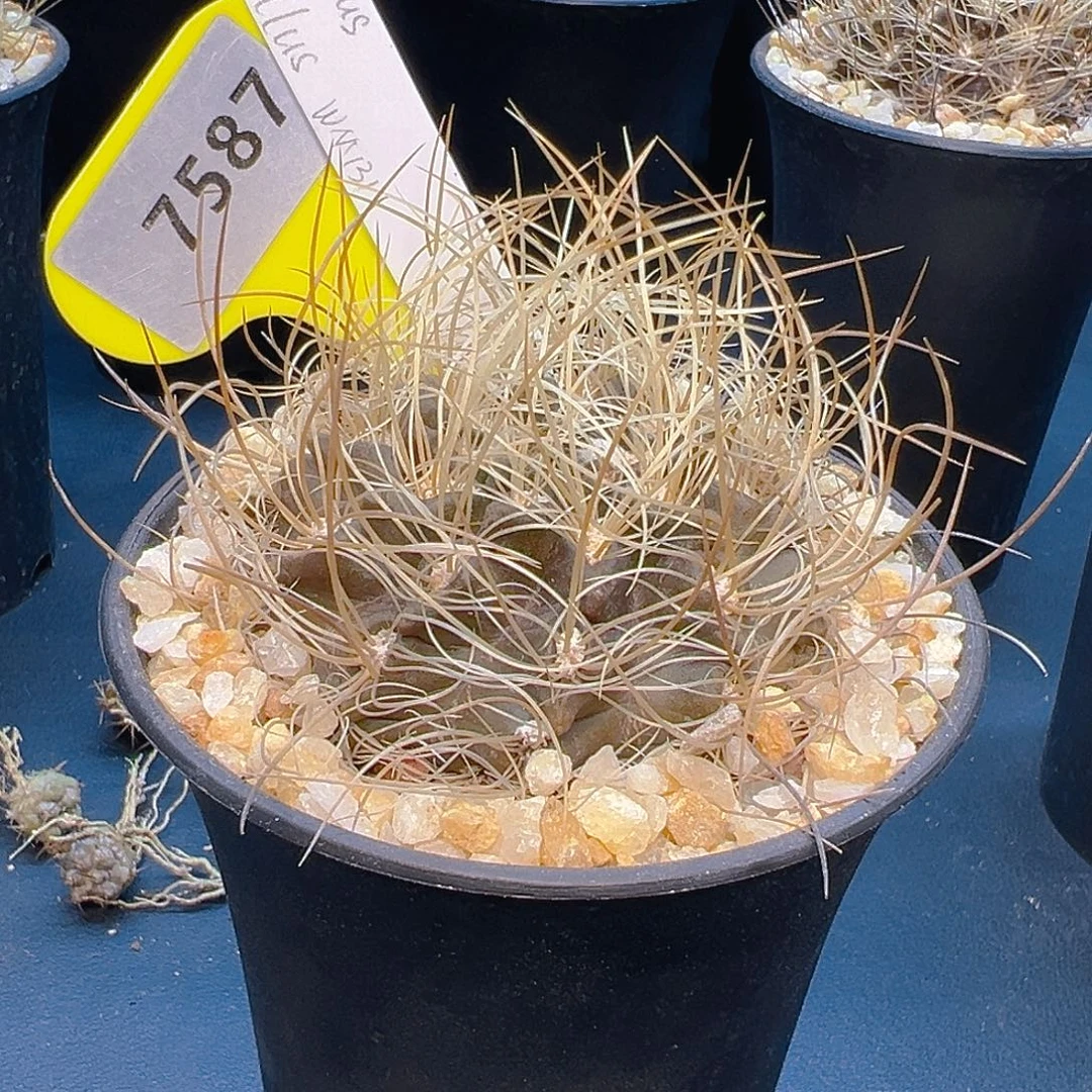 只***买7587专拍，带土团发货