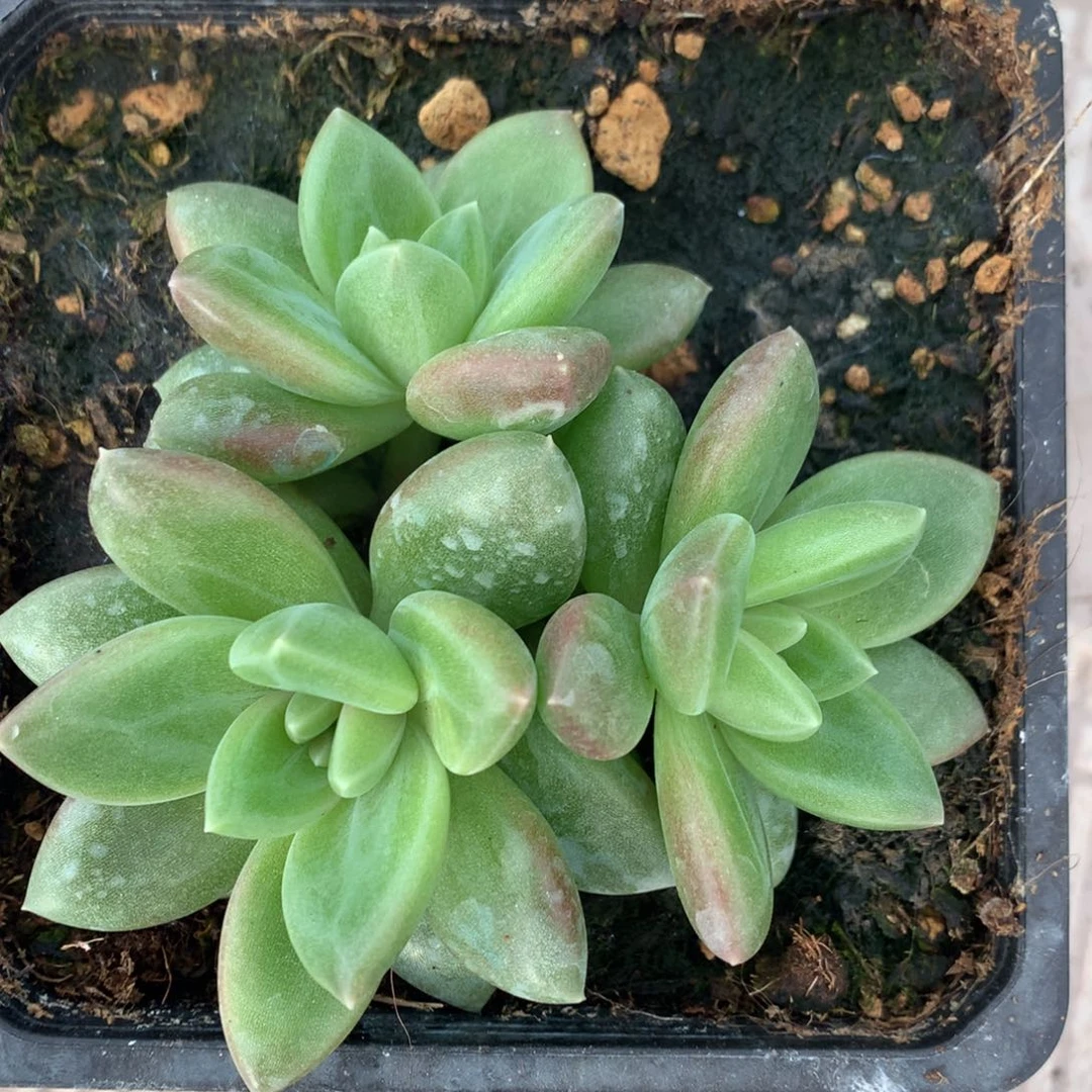 迷雾泡泡开播福利