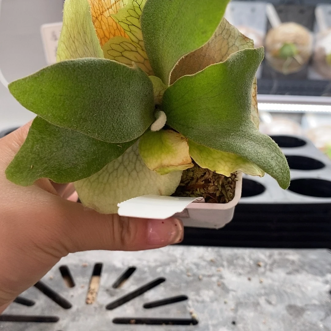 无花朵七月鹿角蕨