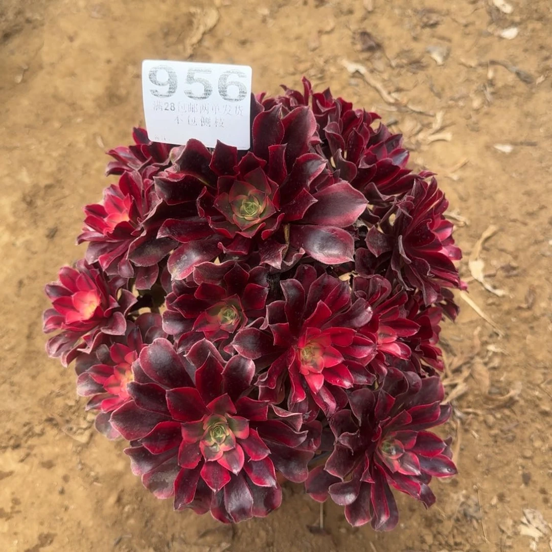 心****)956号美杜莎清棚不包损