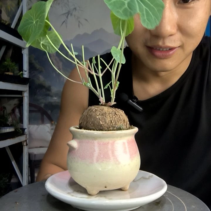 O****明中青园艺一物一拍35