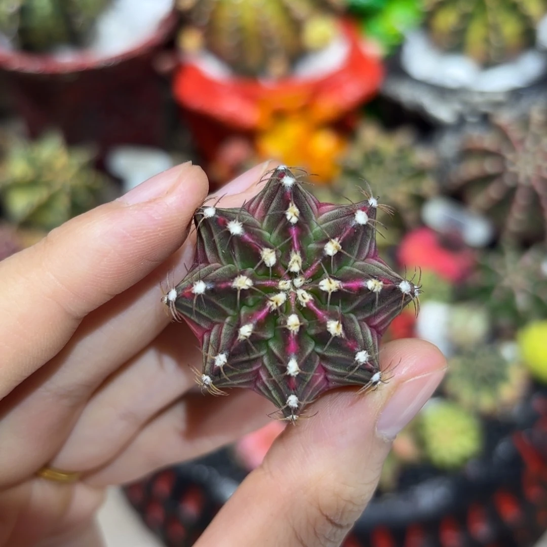 3.7cm泰系实生小精品