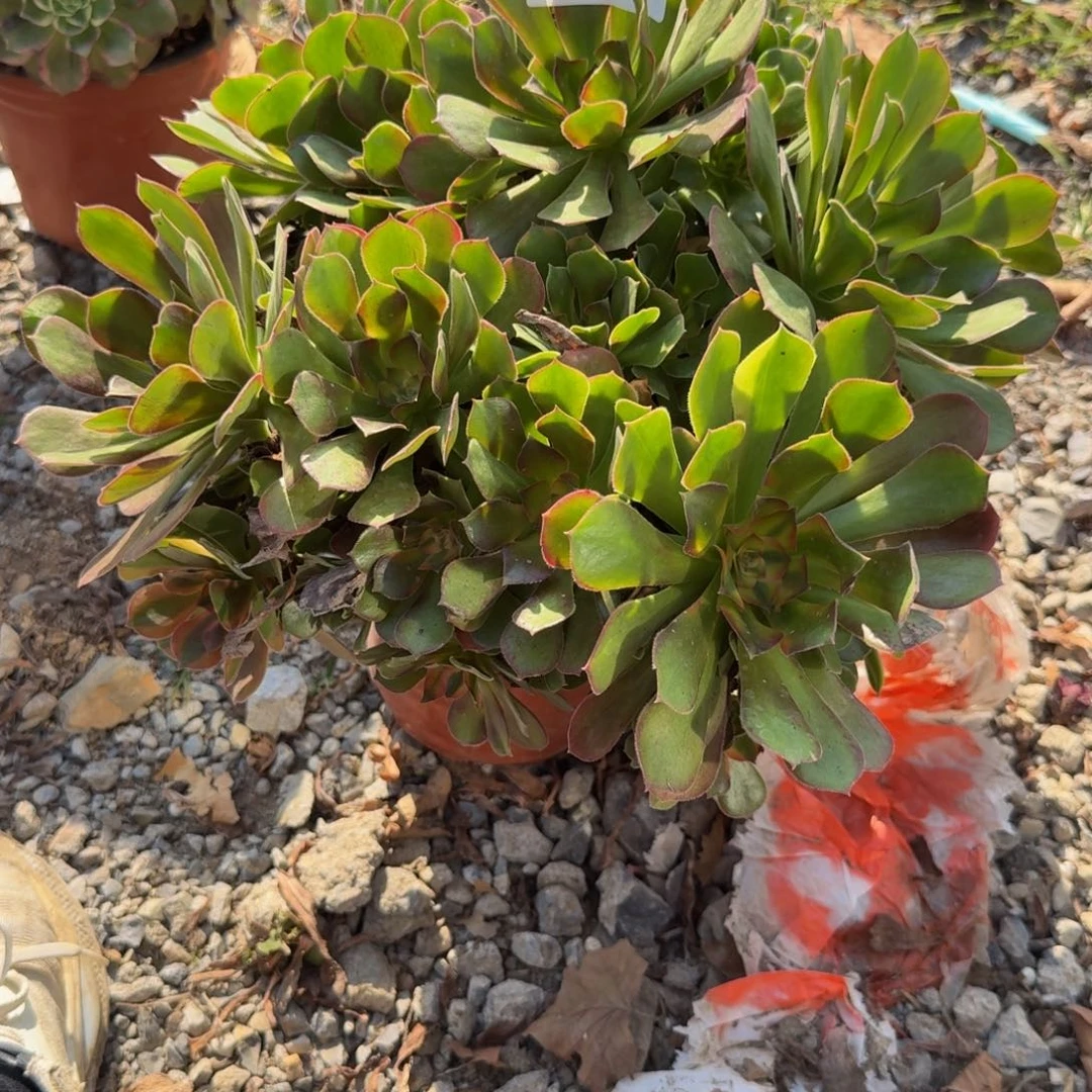 893洛神。多肉植物