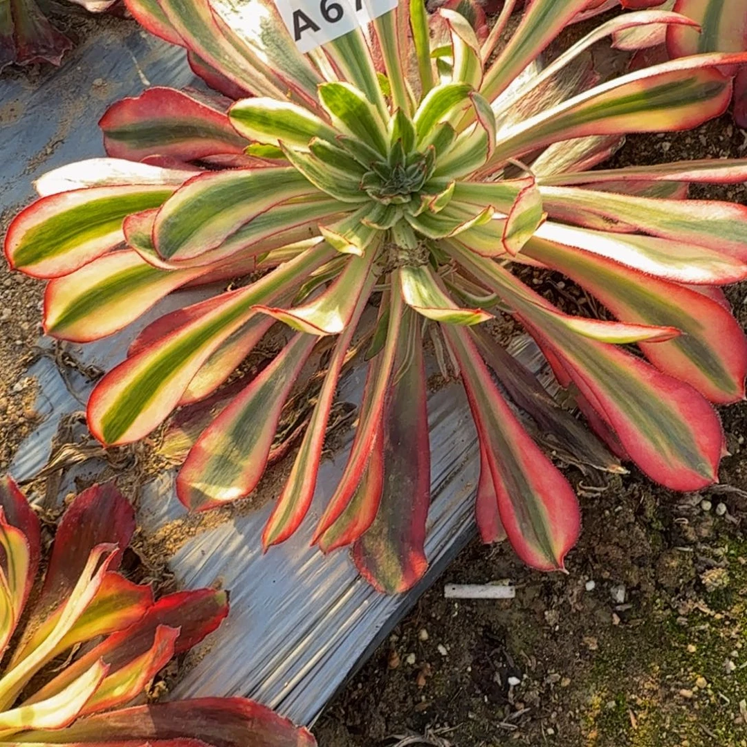 痞***板670灵犀到秋。多肉植物