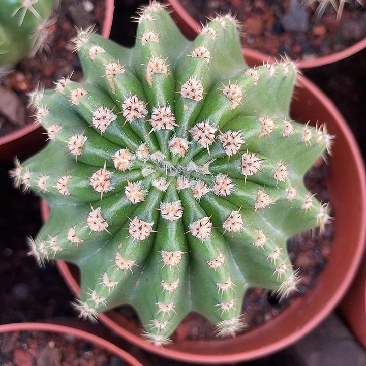 79号实生短刺怪刺彩草