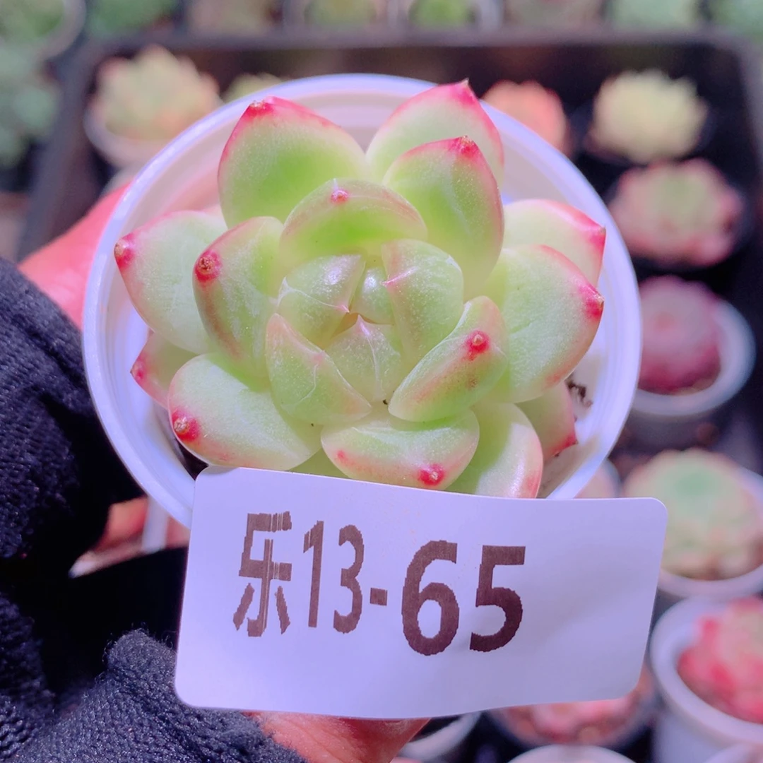 乐然12-65 新品单头