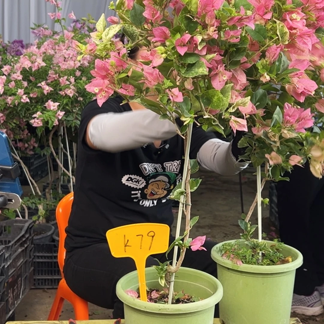 建***建大部分花苞少量开放K79斑叶米罗