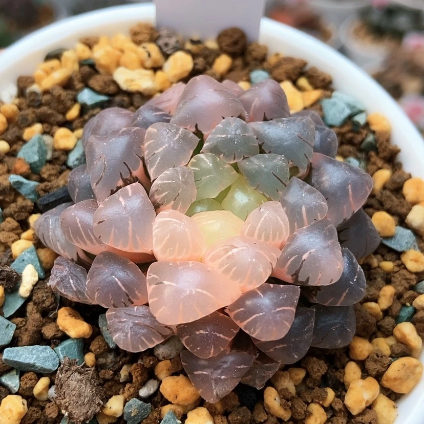 【闪购商品】R***Q冰灯锦99