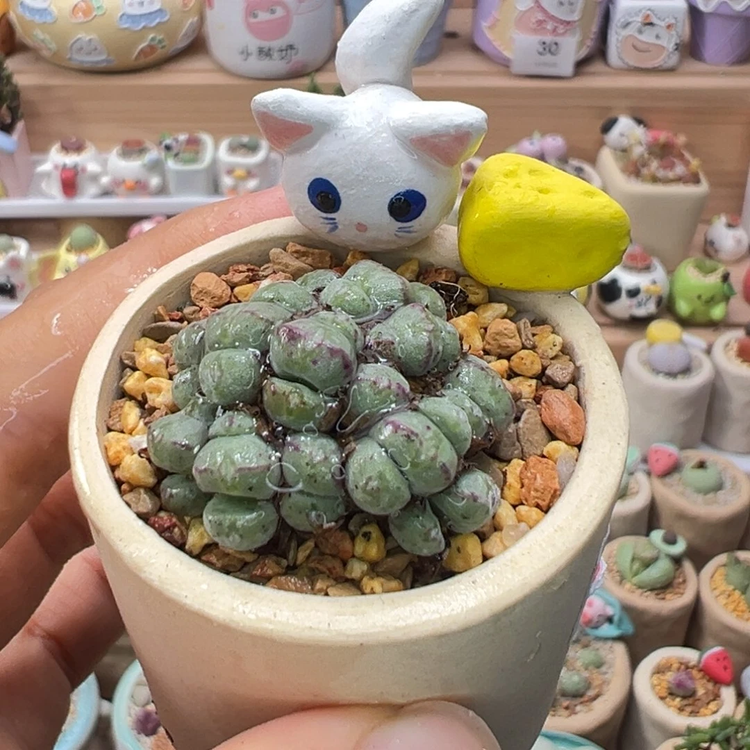 多肉植物79号群生