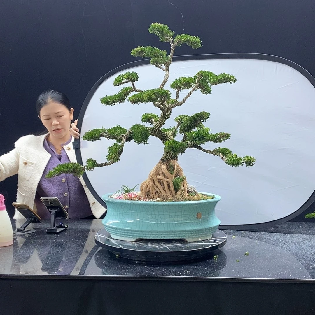 无花朵黄杨盆景艺术