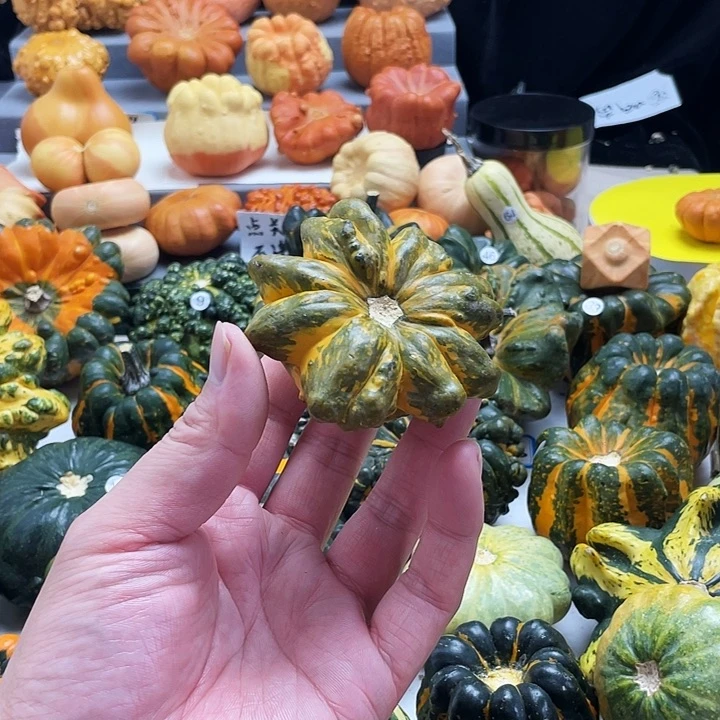 诺***妈墨西哥七彩高的葫芦