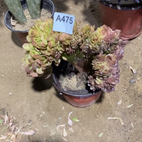 万圣节缀一物一拍