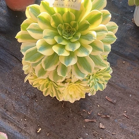 343金丝翡翠多肉有断枝