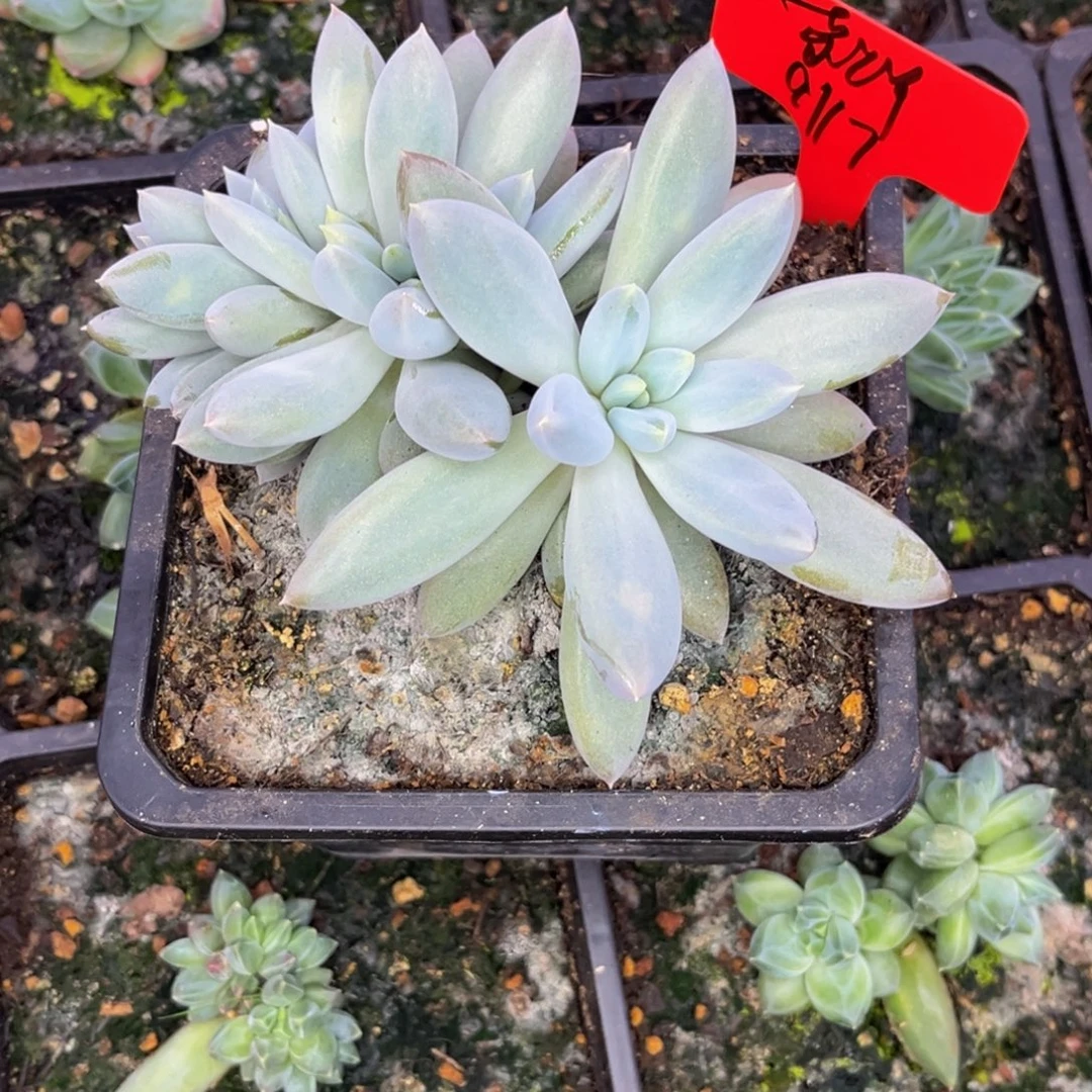 菜***朵小姐姐的多肉植物群生多肉植物群生