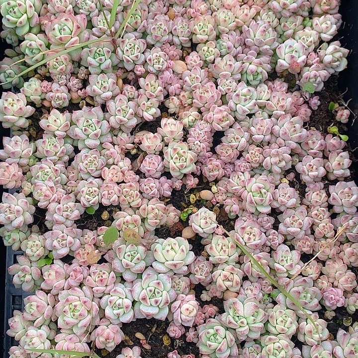 272 多肉植物盆栽花卉植物