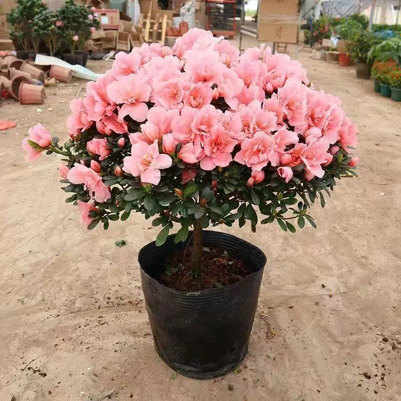 老桩杜鹃花盆栽花卉植物室内花带苞大颗老桩四季开花植物好养易活