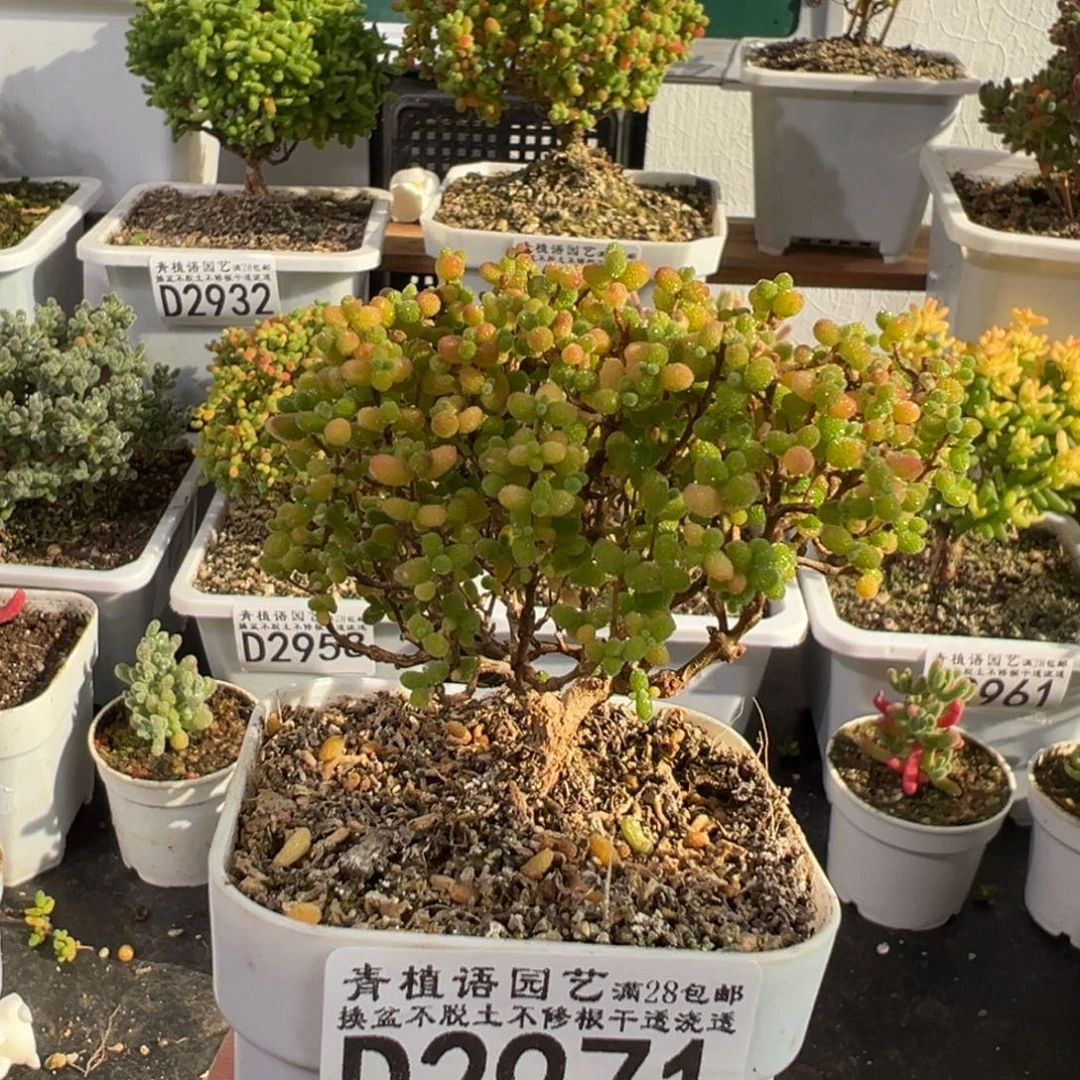 D2971蜜桔糖球枝干