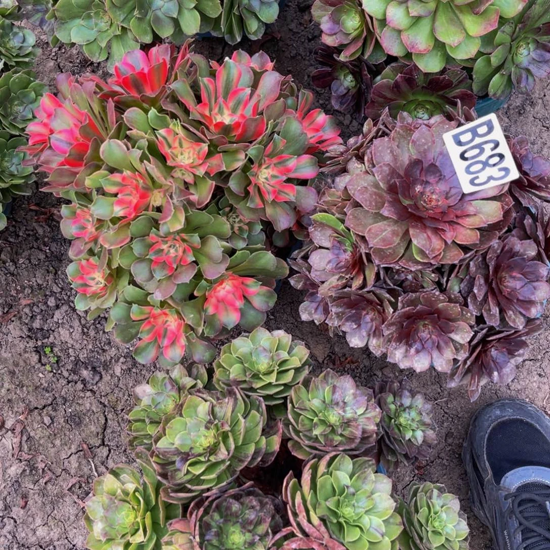 两盆法师28////-52包邮