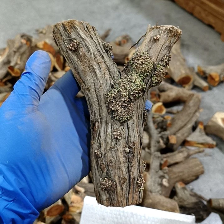 赛***虎香榧木崖柏原叉崖柏原叉崖柏