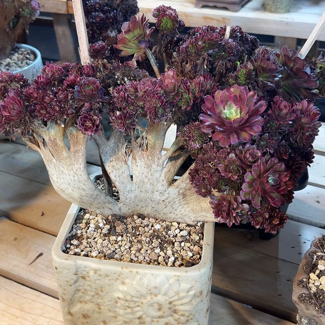 水墨画朵朵来桩瑕疵