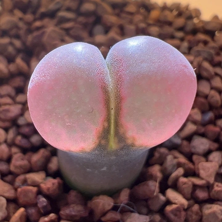 A753.  优选兔兔种源c10.  包正版包白花。