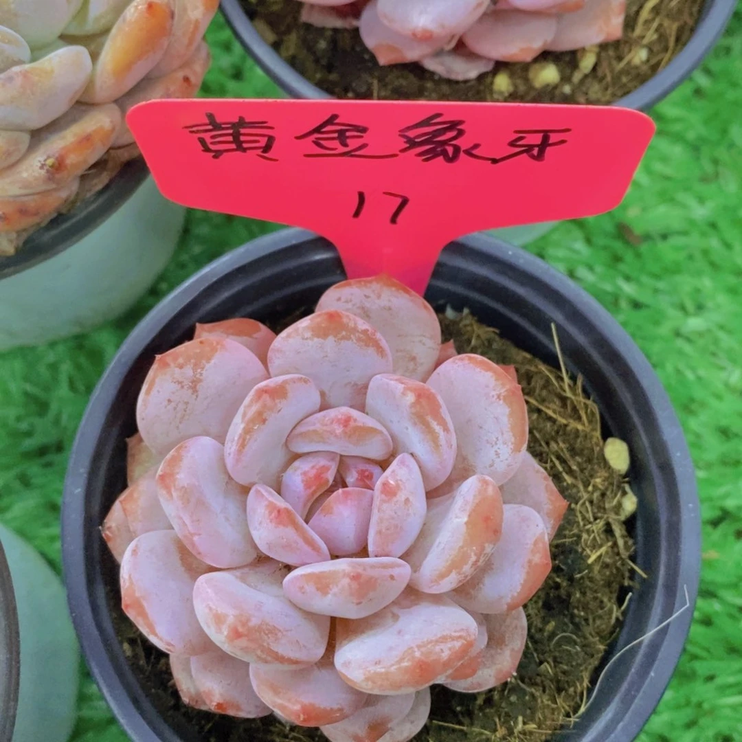 多肉植物，清货，3单包邮