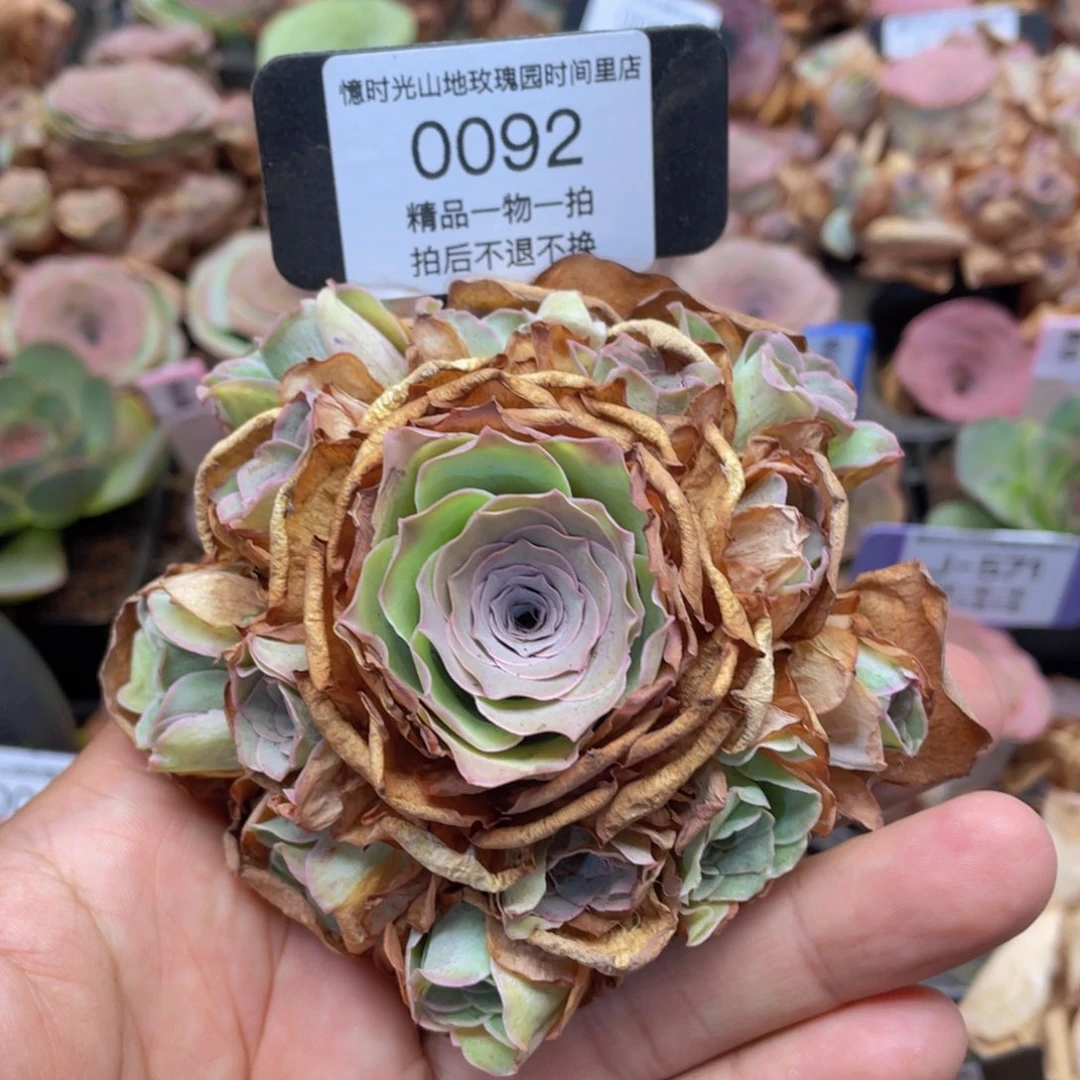 山地玫瑰0092断枝不包损不售后