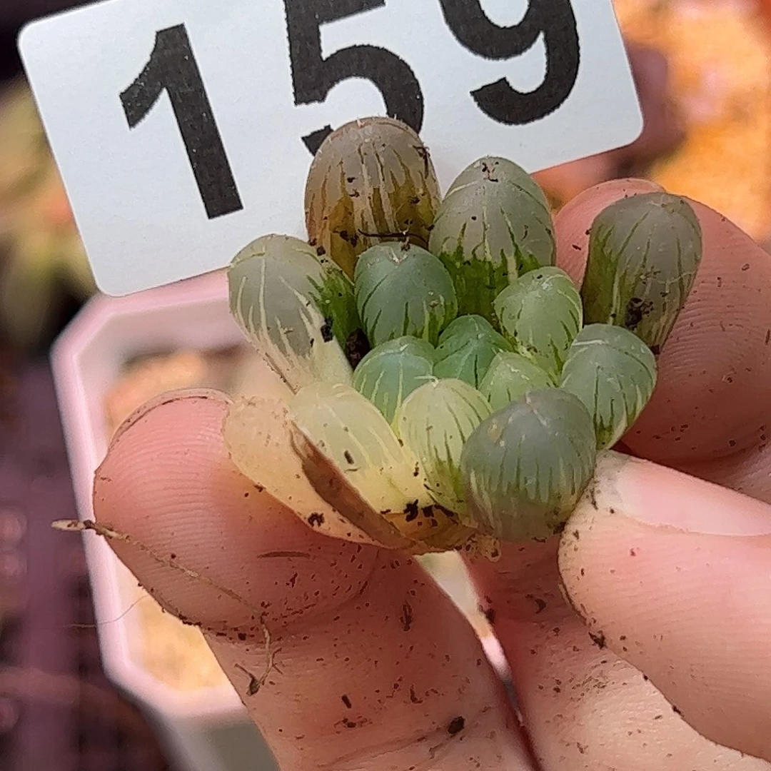 红红火火恍恍惚惚