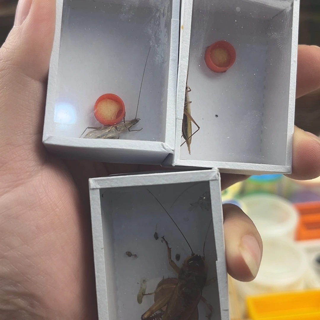 森***子两个全品红竹一油葫芦