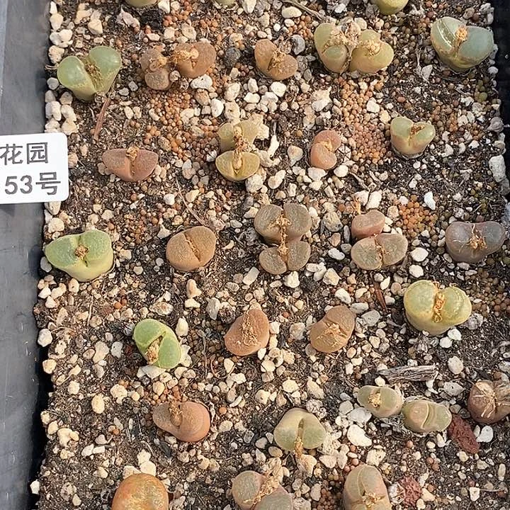 桃喜花园0204-53风铃