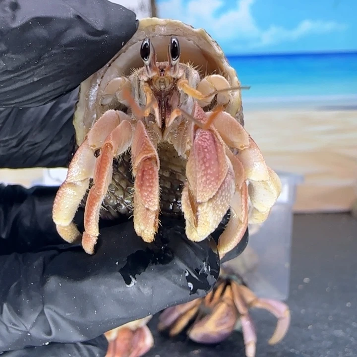 A27-1.6口西柚粉灰白