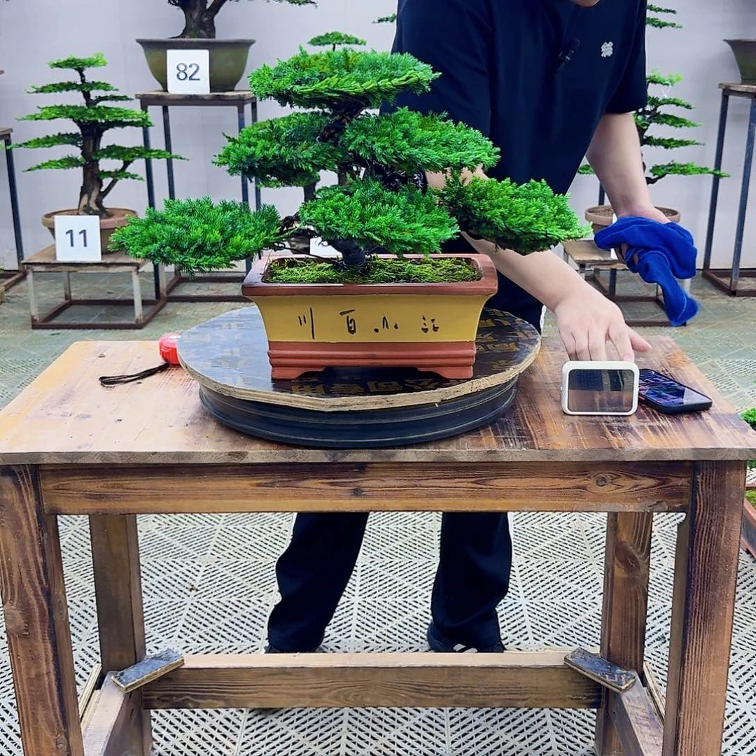 无花朵柏树造型盆景