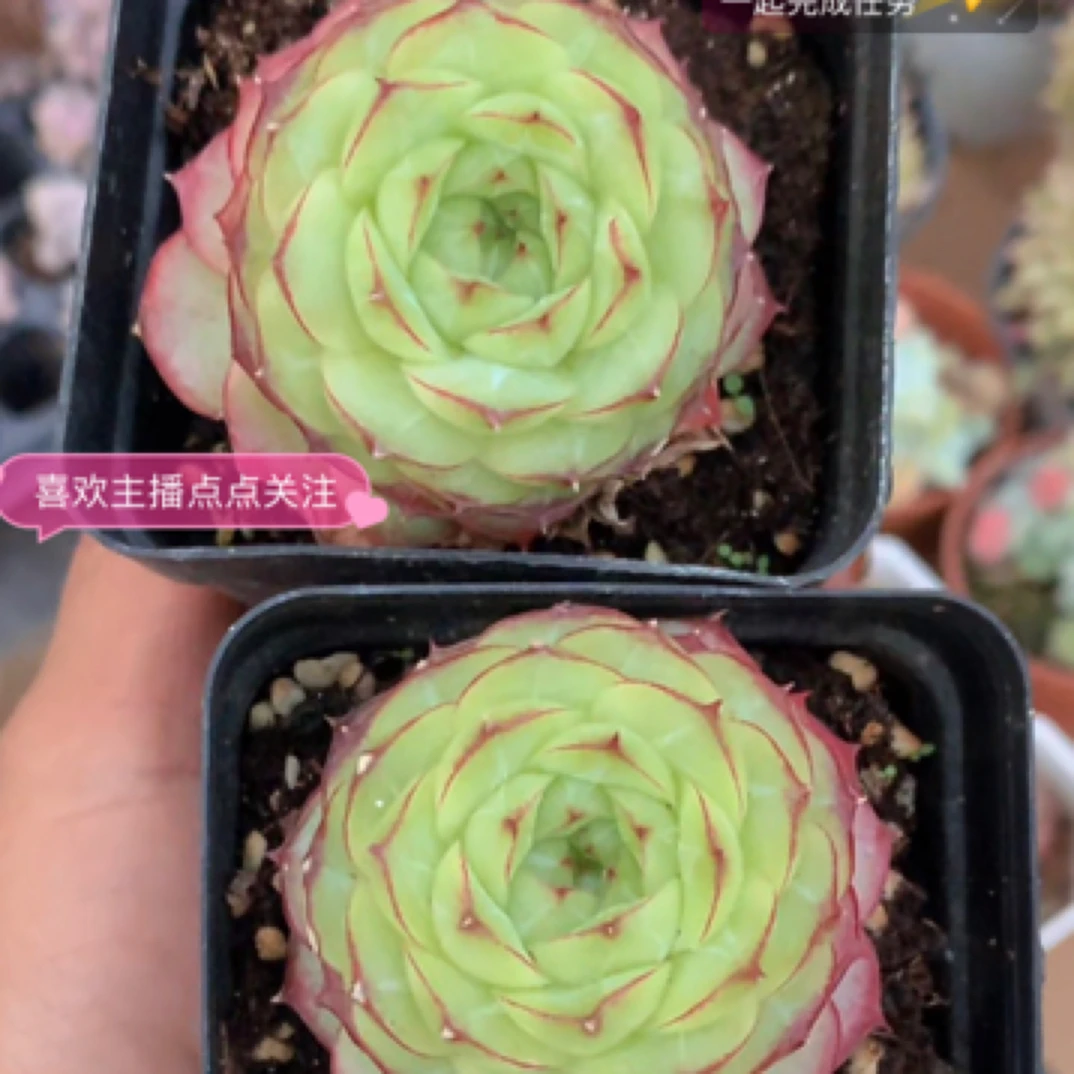 （1元包邮满18发货快有赠品） 玫瑰花女王珍妮4-5cm 网图 直播