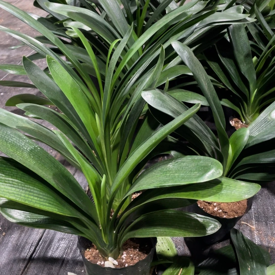 完全开放君子兰福利一棵