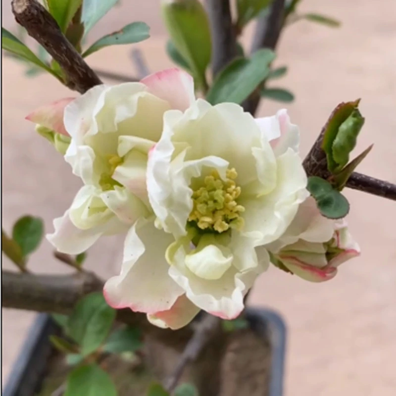 原生贵妃醉酒 海棠 带花苞