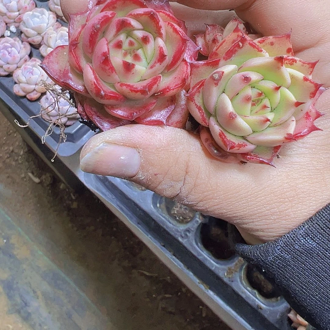 彩椒3个19包邮植物