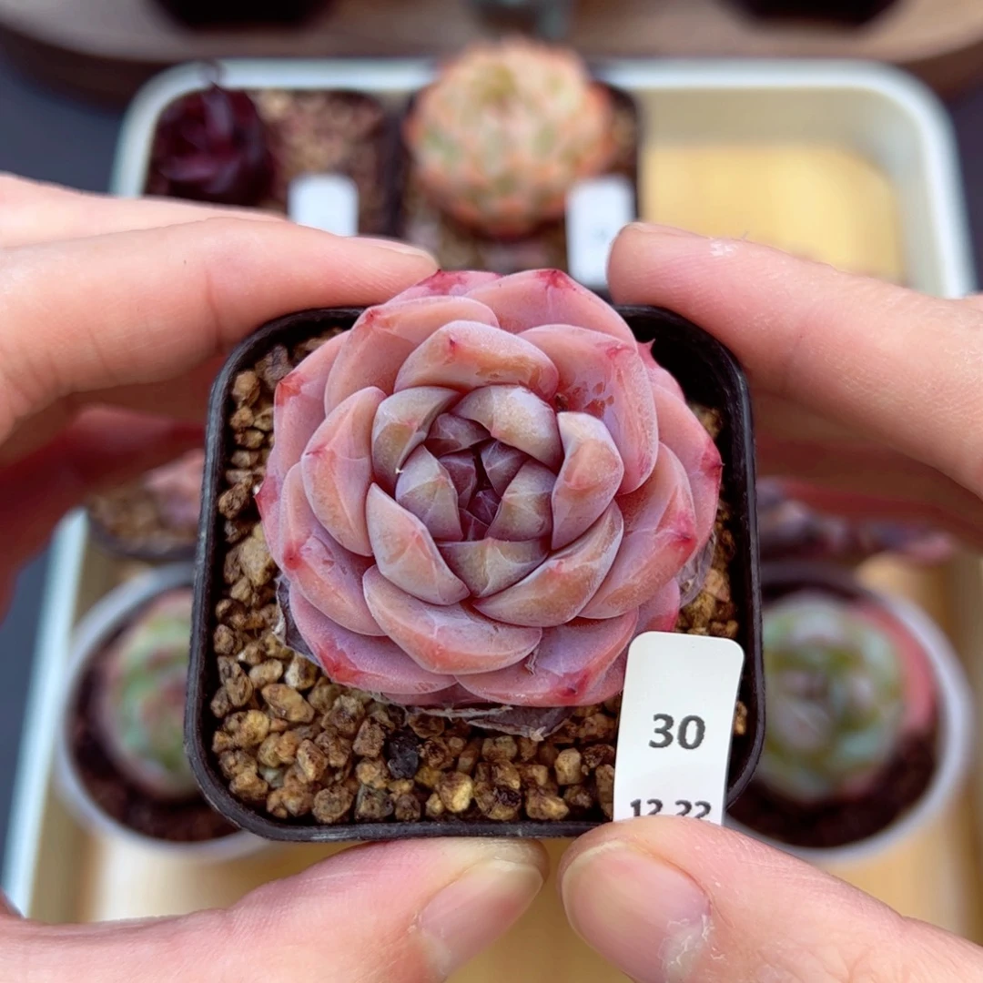 好好看30、哈哈哈哈