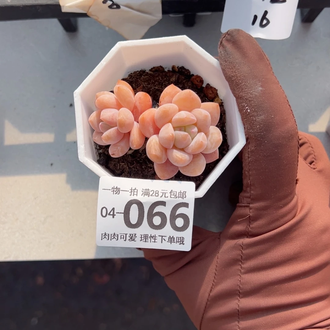 冰橙多肉多肉多肉多肉