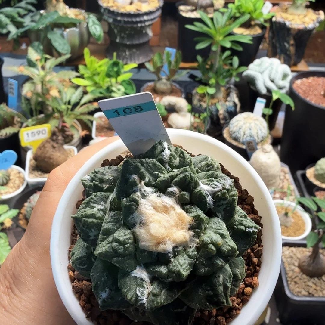 龟甲牡108仙人球块根植物