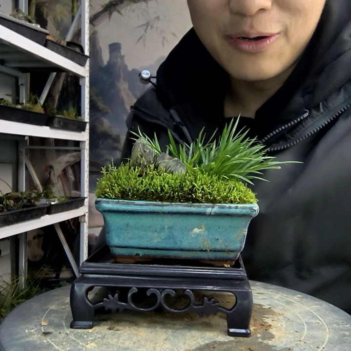 芝***萨小盆景小植物一物一拍118