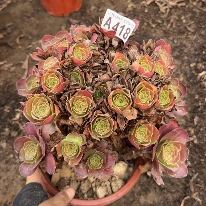 魅金……多肉植物……
