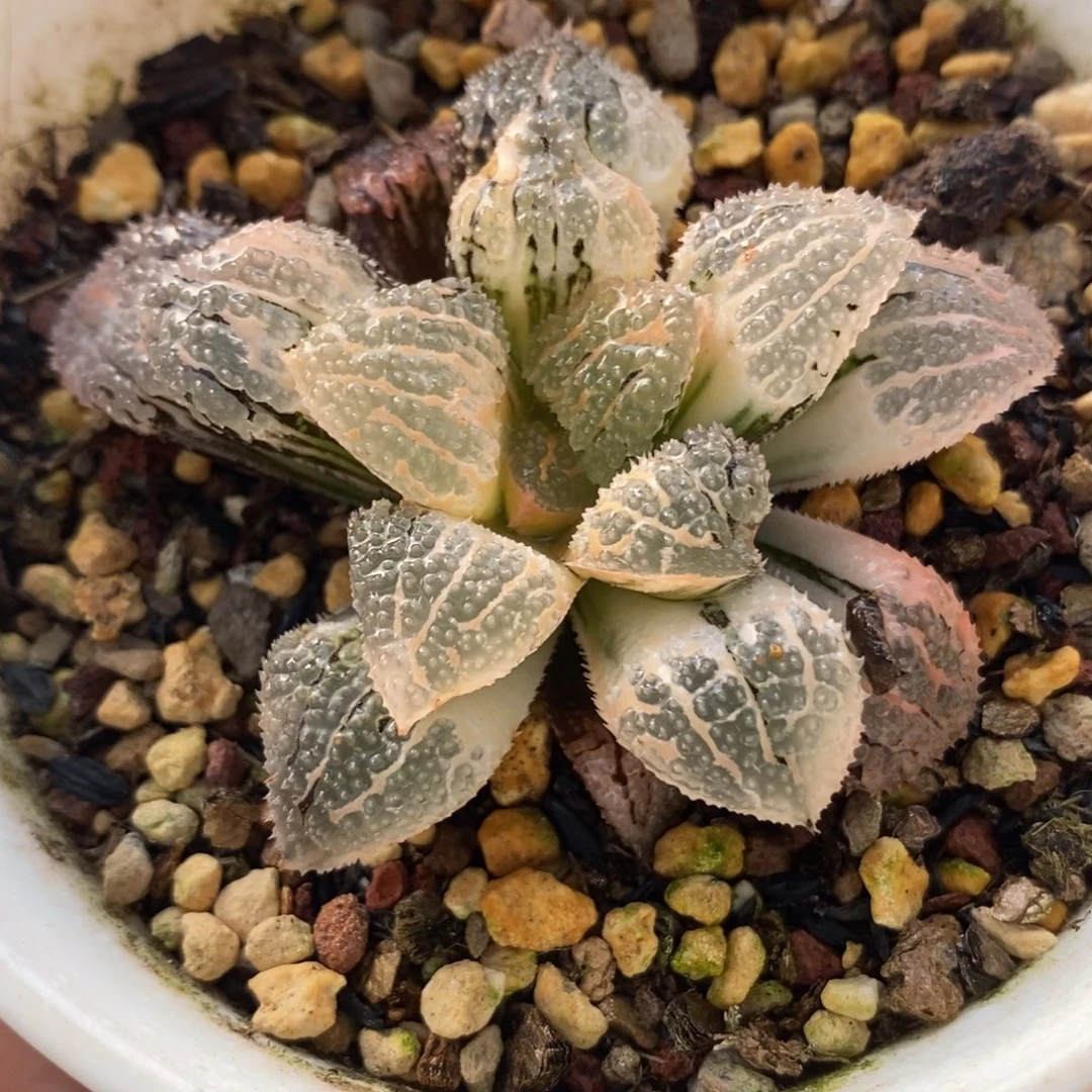 229具味城锦一物一拍