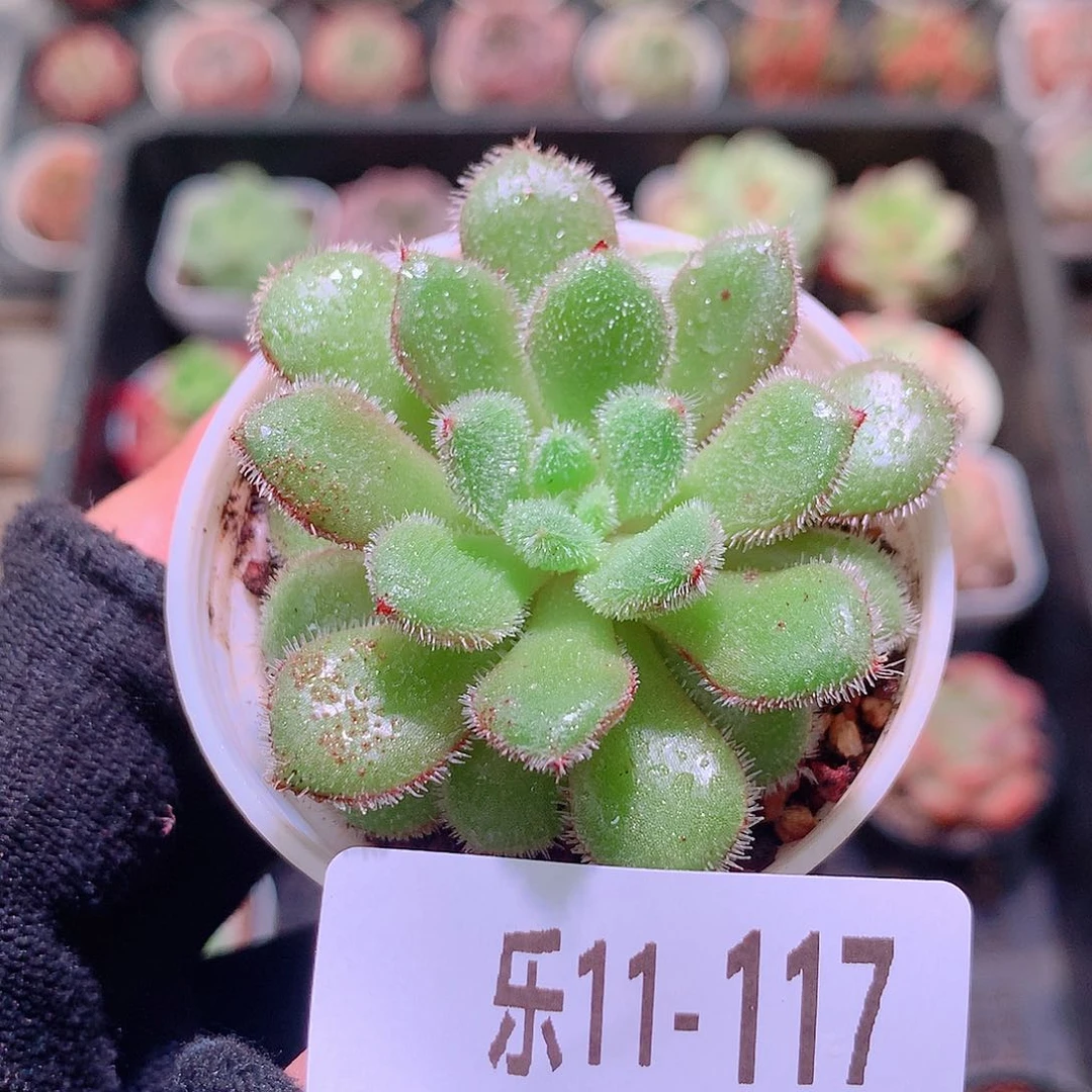 乐然11-117 红毛丹