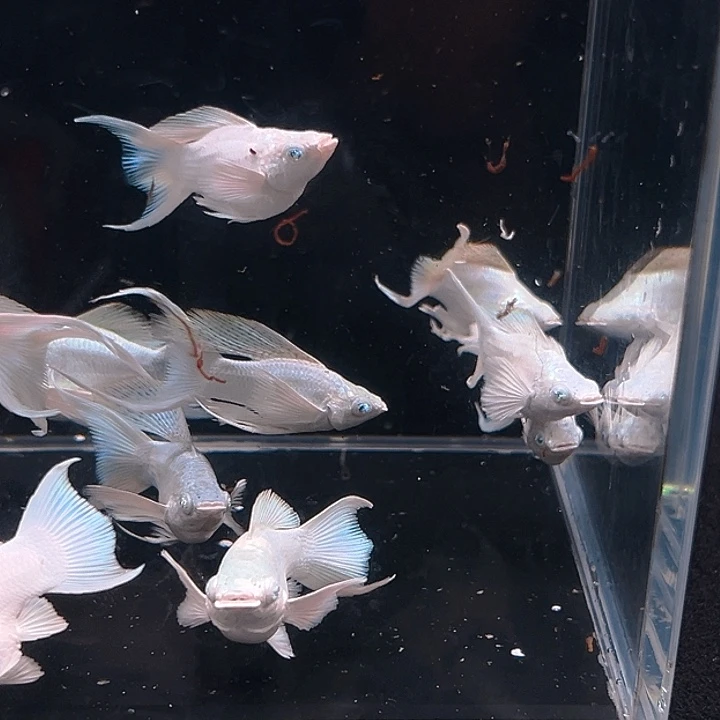 孔雀鱼精品越系瓷白玛丽球14条