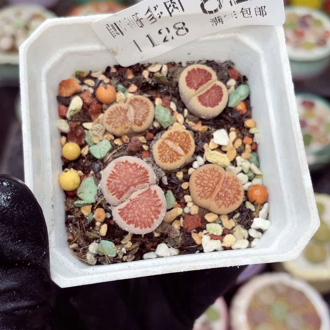 生石花满18包邮1128-82