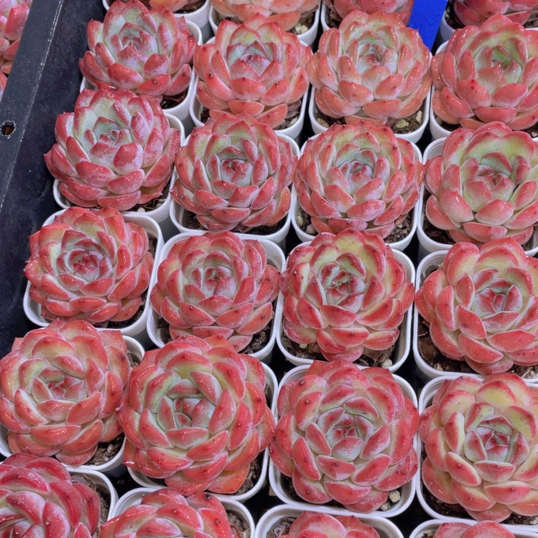 量拍8号 全状态草莓杏仁单头一个